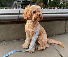 Load image into Gallery viewer, Blue Oyster Leash